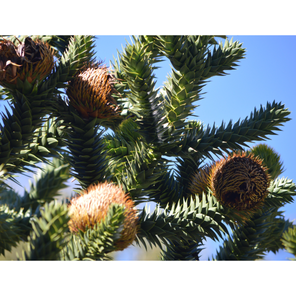 Araucaria /Pino chileno (Araucaria)