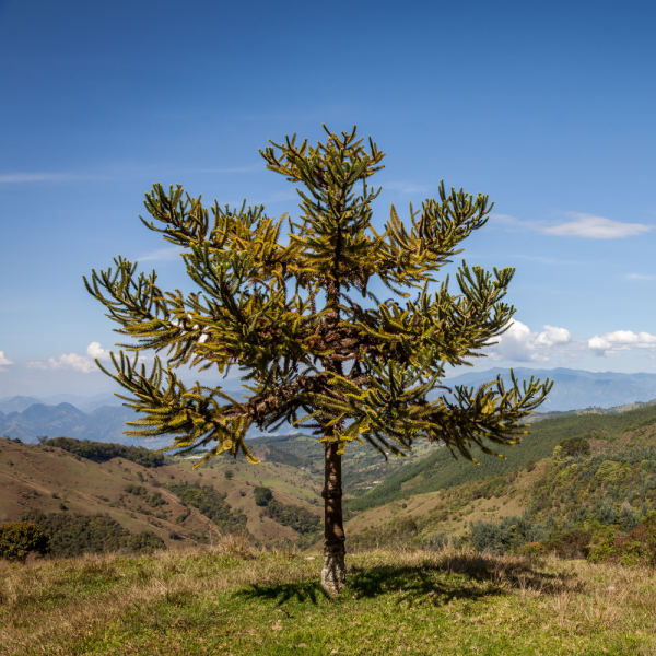 Araucaria /Pino chileno (Araucaria) - Imagen 2