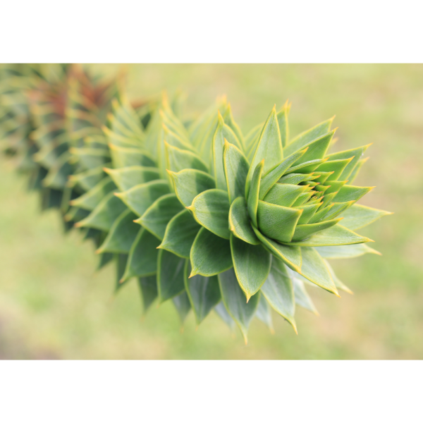 Araucaria /Pino chileno (Araucaria) - Imagen 3