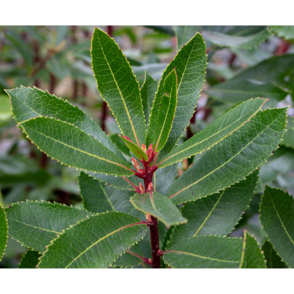 Madroño (Arbutus unedo) - Imagen 2