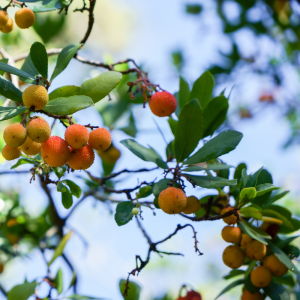 Madroño (Arbutus unedo)