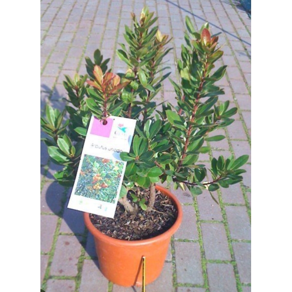 Madroño (Arbutus unedo) - Imagen 3