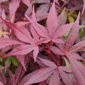 Arce Atropurpureum (Acer Atropurpureum)