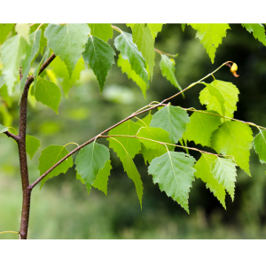 Abedul blanco (Betula alba/celtibérica)