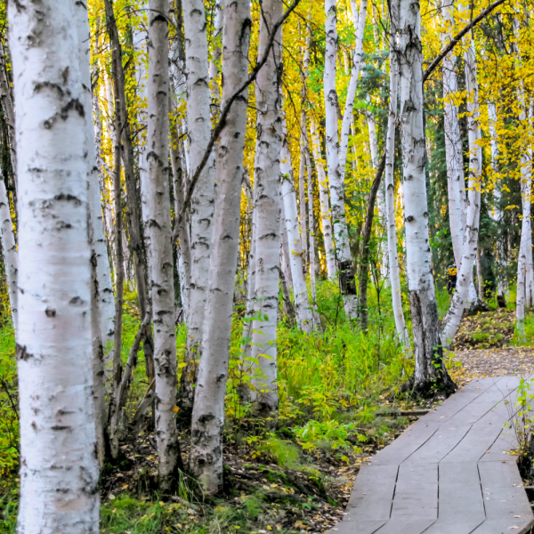 Abedul blanco (Betula alba/celtibérica) - Imagen 2