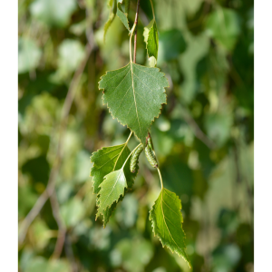 Abedul común (Betula pendula)