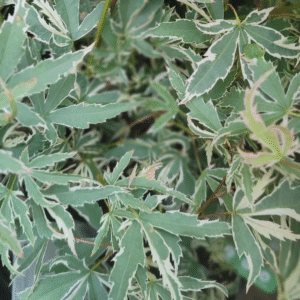 Arce Butterfly (Acer Butterfly)