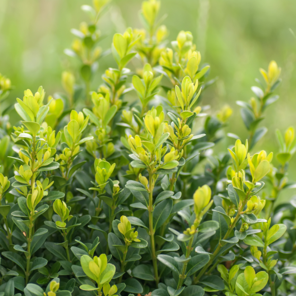 Boj común (Buxus sempervirens) - Imagen 2