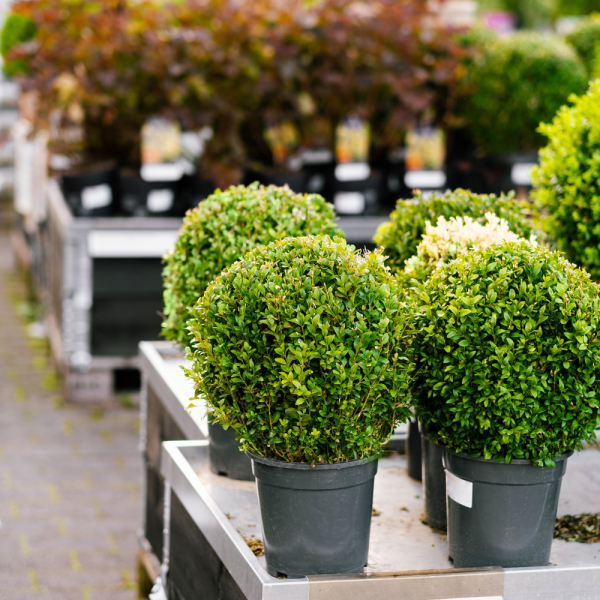 Boj común (Buxus sempervirens) - Imagen 3
