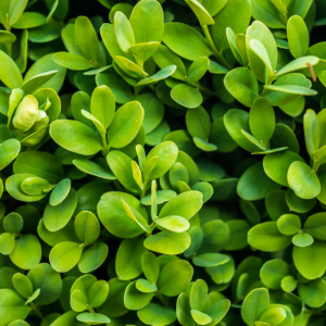 Boj común (Buxus sempervirens)