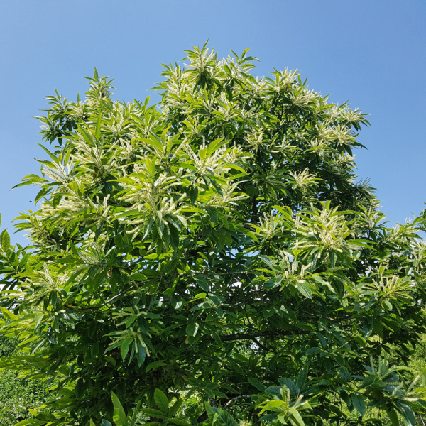 Castaño (Castanea sativa) - Imagen 2