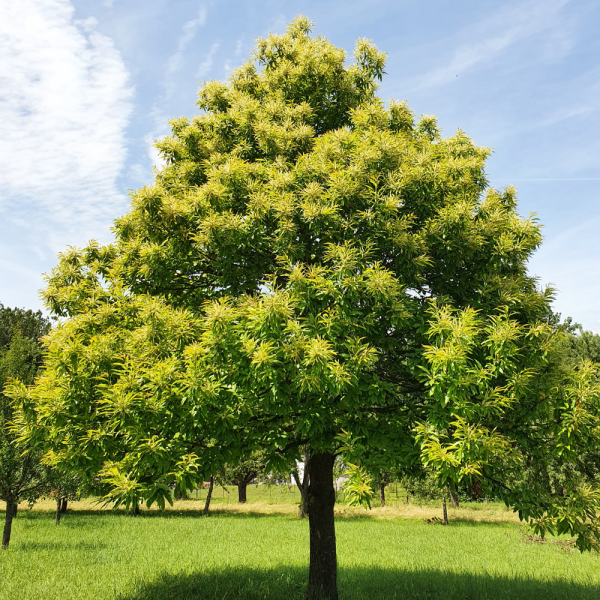 Castaño (Castanea sativa) - Imagen 3