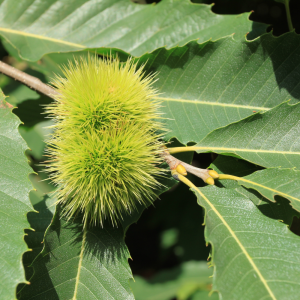 Castaño (Castanea sativa)