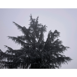 Cedro del Atlas (Cedrus atlantica)