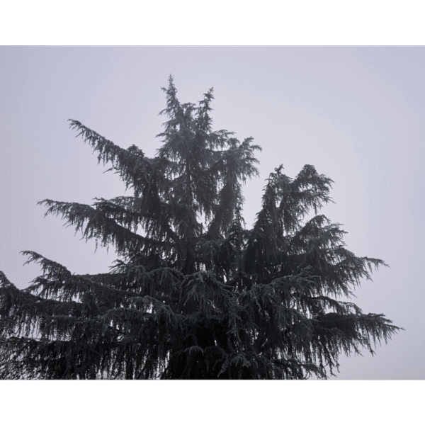 Cedro del Atlas (Cedrus atlantica)