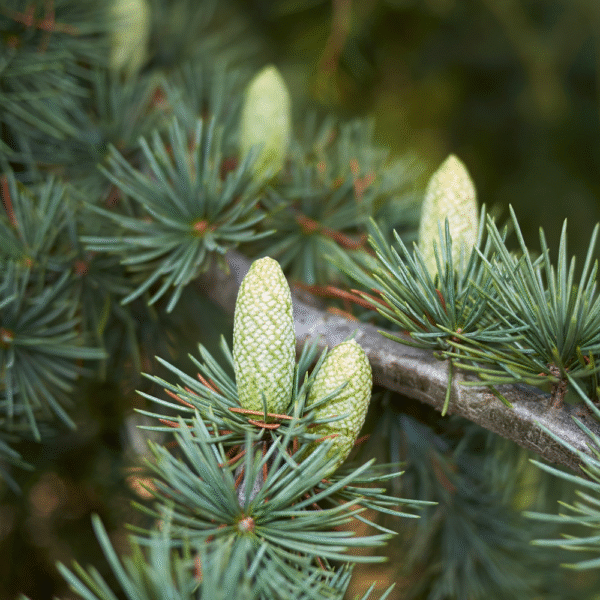 Cedro del Atlas (Cedrus atlantica) - Imagen 3