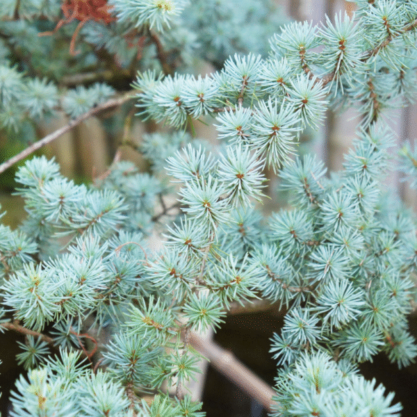Cedro del Atlas (Cedrus atlantica) - Imagen 5