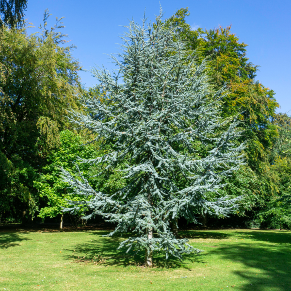 Cedro del Atlas (Cedrus atlantica) - Imagen 4