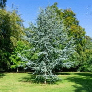 Cedro azul del Atlas (Cedrus atlantica glauca)