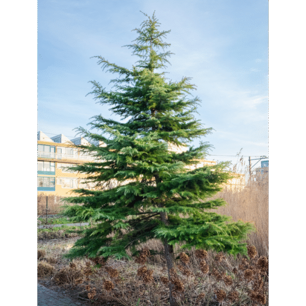Cedro del Himalaya (Cedrus deodara)