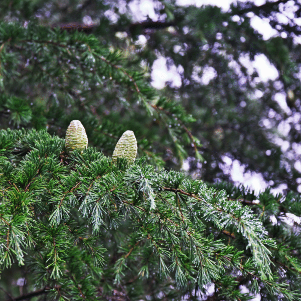 Cedro del Himalaya (Cedrus deodara) - Imagen 2