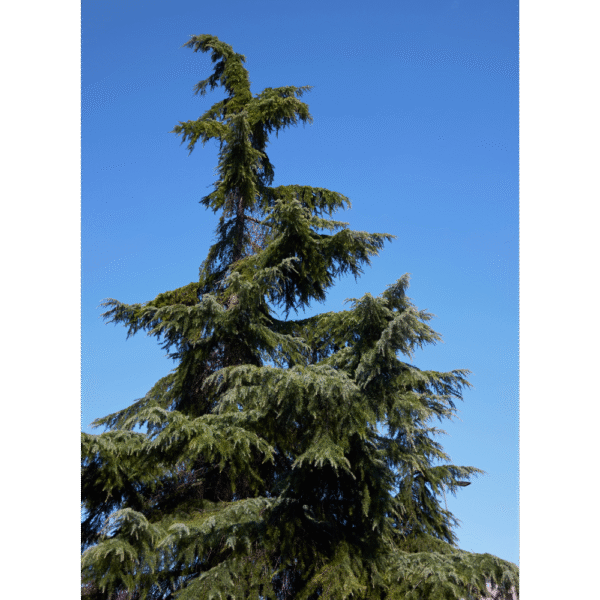 Cedro del Himalaya (Cedrus deodara) - Imagen 4