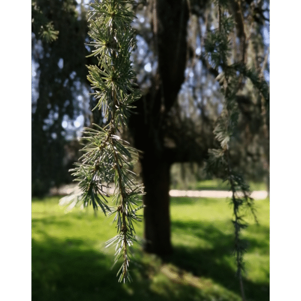Cedro de Líbano (Cedrus libani) - Imagen 2