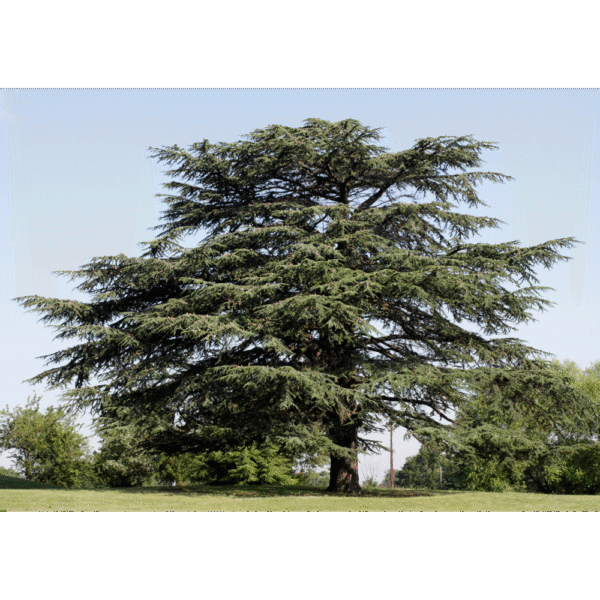 Cedro de Líbano (Cedrus libani)