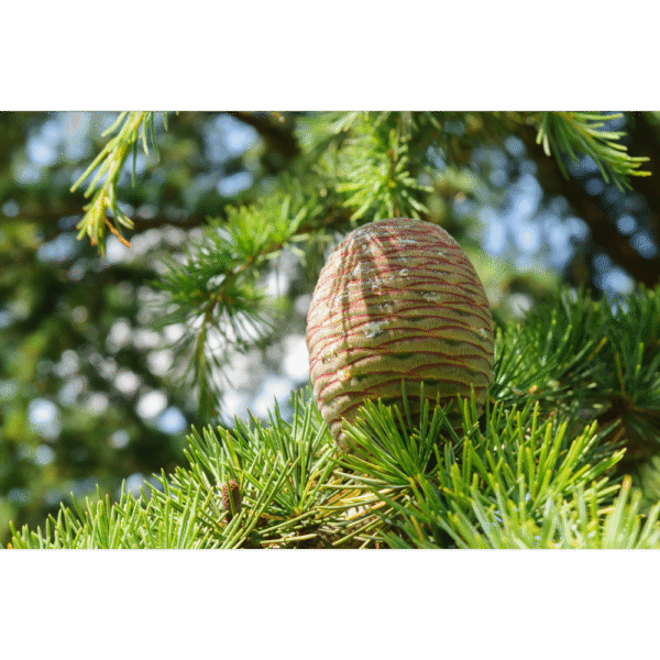 Cedro de Líbano (Cedrus libani) - Imagen 3