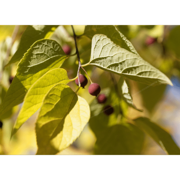 Almez (Celtis australis) - Imagen 2