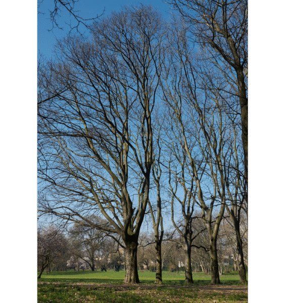 Almez (Celtis australis) - Imagen 3