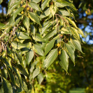 Almez (Celtis australis)