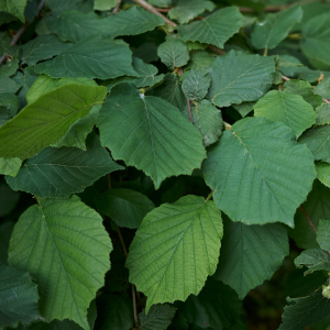 Avellano común (Corylus avellana)