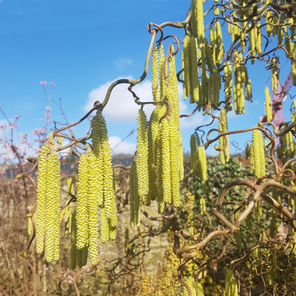 Avellano común (Corylus avellana) - Imagen 4