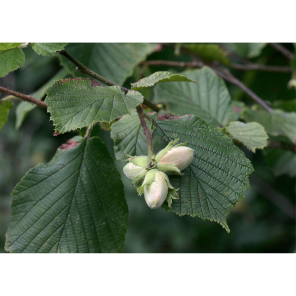 Avellano común (Corylus avellana) - Imagen 2