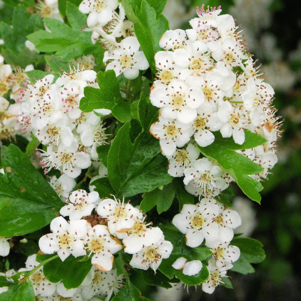 Majuelo (Crataegus monogyna) - Imagen 3