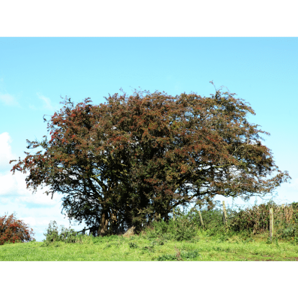 Majuelo (Crataegus monogyna) - Imagen 4