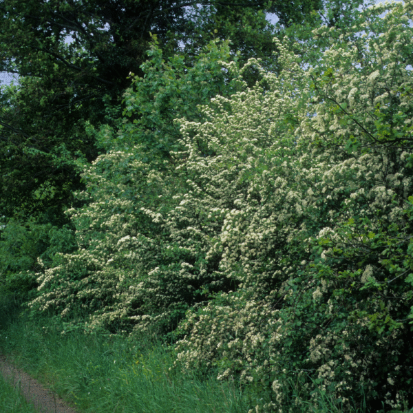 Majuelo (Crataegus monogyna) - Imagen 2