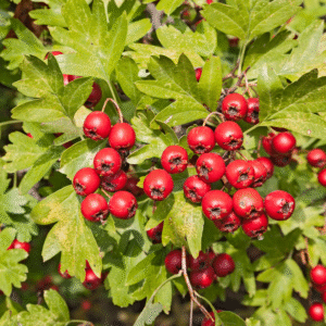 Majuelo (Crataegus monogyna)