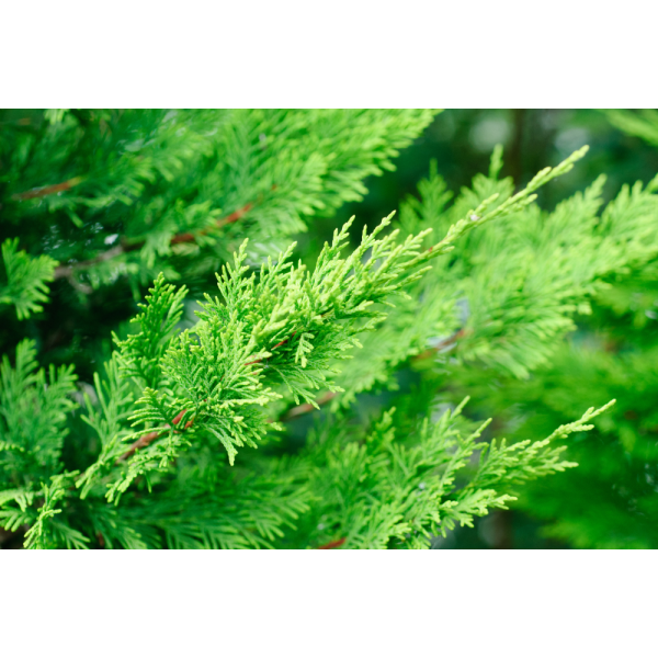 Ciprés de Leyland (Cupressus x leylandii) - Imagen 3