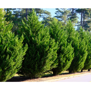 Ciprés de Leyland (Cupressus x leylandii)