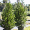 Ciprés de Leyland (Cupressus x leylandii) - Imagen 2