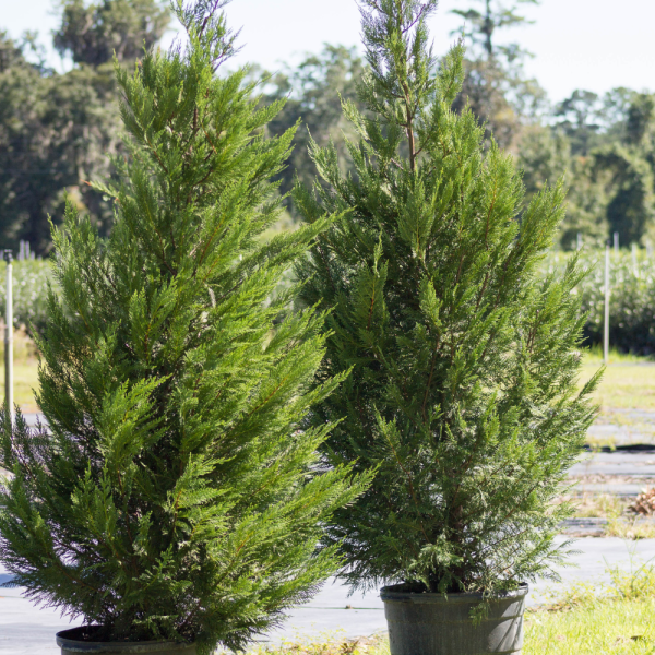 Ciprés de Leyland (Cupressus x leylandii) - Imagen 2