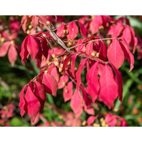 Bonetero alado (Euonymus alatus)