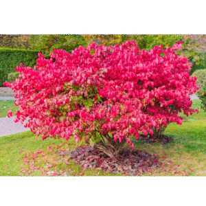 Bonetero alado (Euonymus alatus)