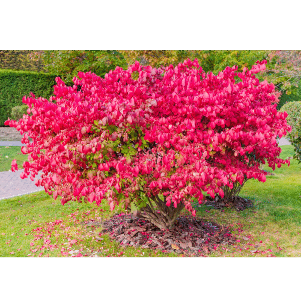 Bonetero alado (Euonymus alatus) - Imagen 5