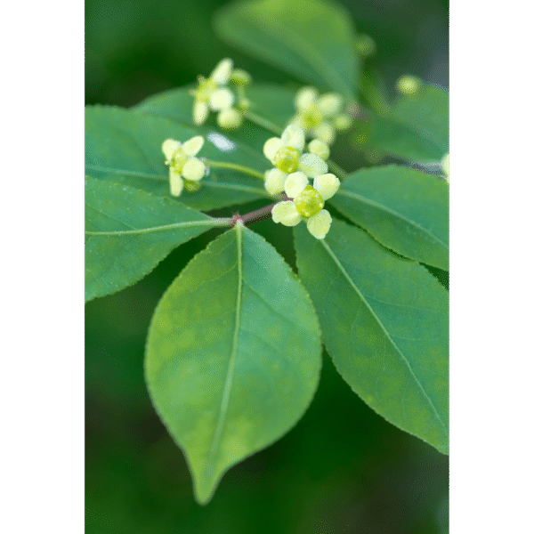 Bonetero alado (Euonymus alatus) - Imagen 2