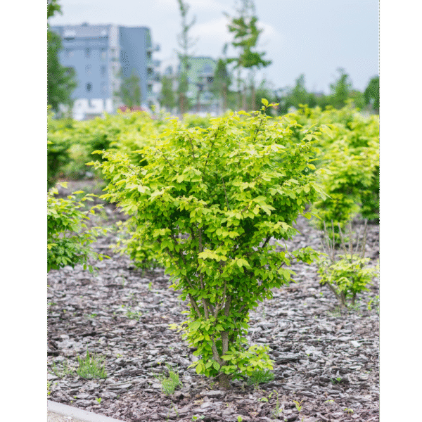 Bonetero alado (Euonymus alatus) - Imagen 3