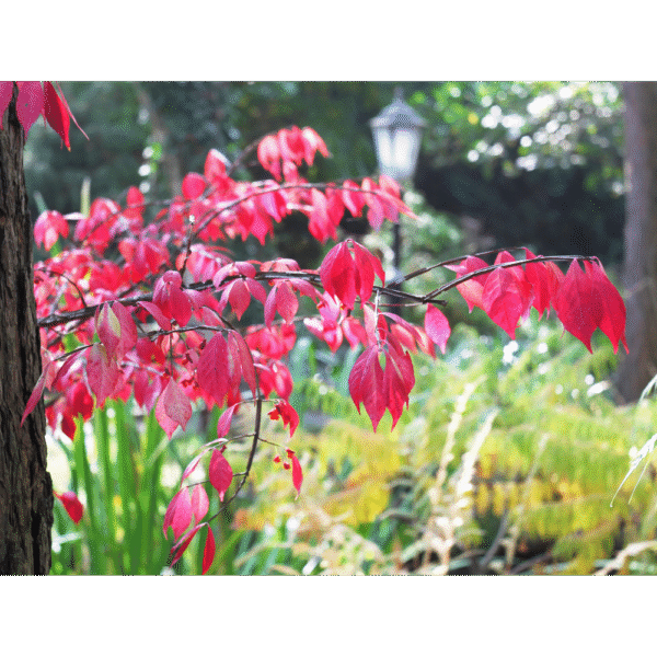 Bonetero alado (Euonymus alatus) - Imagen 4