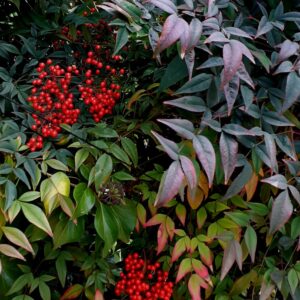 Nandina (Nandina domestica)